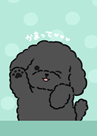 Daily life of a black toy poodle