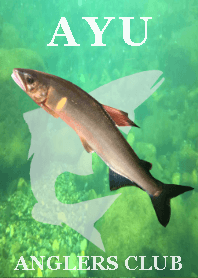 鮎・友釣り.