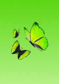 Positive Butterflies