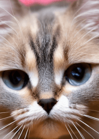 Cat Runaway 33333323