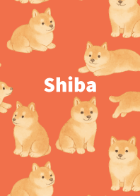 Chubby Shiba Inu on red & yellow