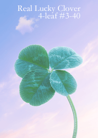 本物ラッキークローバー 4-leaf #3-40