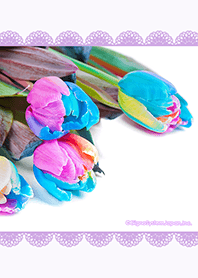 Rainbow tulips