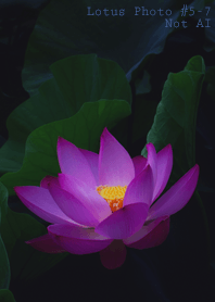 Lotus Photo #5-7 Not AI