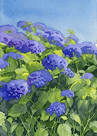 Lucky charm of blue hydrangea