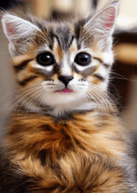 Nyanko Great Runaway#MVHAD211.