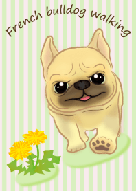 French bulldog walking