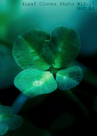 4leaf Clover Photo#13-17Not AI