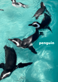 すいすい　ペンギン