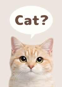 Gato Simples 2 Beige 01