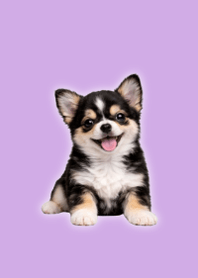 ぬいぐるみ風チワワの着せ替え Purple 02