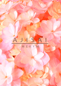 AJISAI - Flower - 3