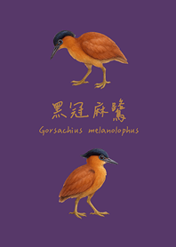 愛らしいクロサギ(濃い紫色)