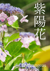 紫陽花 - Hydrangeas - #2
