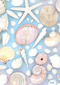 柔和的彩色貝殼