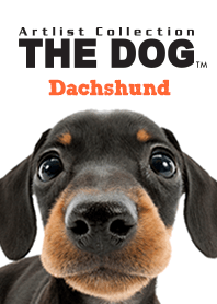 Dachshund store cheap