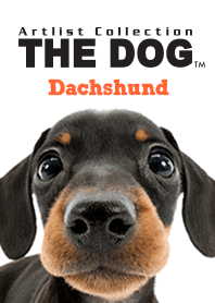 THE DOG Dachshund