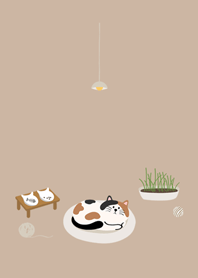 日日是好日˙三花貓