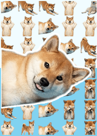 柴犬真人表演 藍色