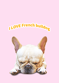 Hana-chan of French bulldog 2