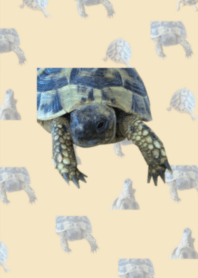 Cute tortoise theme