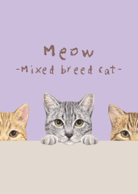 Meow - Mixed breed cat 03 - LAVENDER