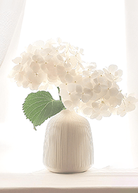hydrangeas in a vase [white]