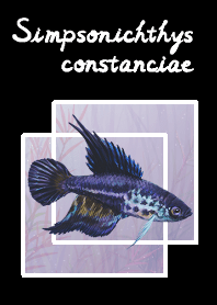 Killifish (Simpsonichthys constanciae)