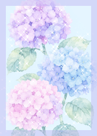 Hydrangea Kilau Embun