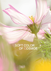 Soft color of Cosmos