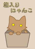 Boxed cat brown