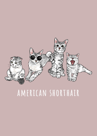 american shorthair1 - rose pink