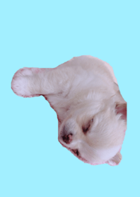 omoti