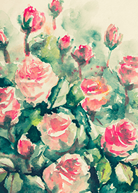 Beautiful rose flower(R4087)