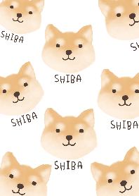 We love Shiba