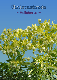 Christmasrose <Helleborus> H.foetidus