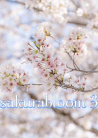 sakurabloom 3
