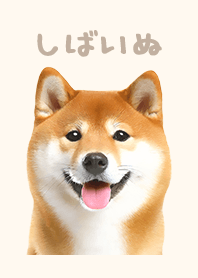Smiling Shiba Inu - Light Brown