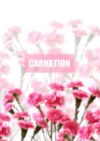 Pinky carnation