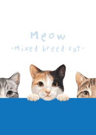 Meow - Mixed breed cat 01 - WHITE/BLUE