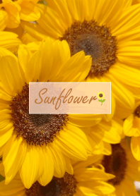 Sunflower (Himawari) 18