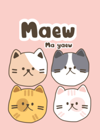 Maew ma yaew