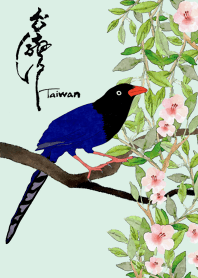 我愛台灣藍鵲(3)
