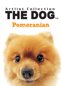 THE DOG Pomeranian