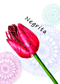 Tulipa Negrita