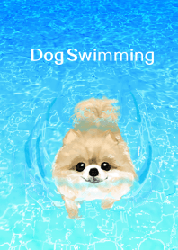 泳ぐ犬 : ポメラニアン