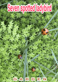 Hareruki of seven spoted ladybird2