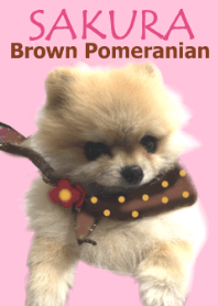 Brown Pomeranian SAKURA
