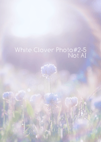 White Clover Photo#2-5Not AI