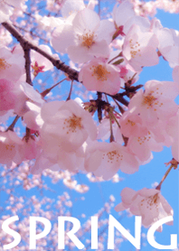 SAKURA SPRING